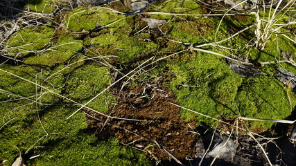 moss, spring, nature, green, foliage
