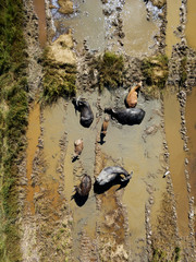 Aerial view of buffaloes lying in water in rice paddy fields. Langkawi, Malaysia.
