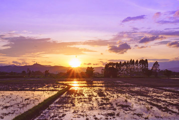 Rice is waiting for a transplant because of Famer. The background is hot sunshine. Balinese rice field during sunset.