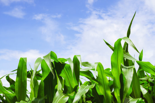Leaves of corn, Green leaves against the blue sky with clouds, green grass and blue sky.
