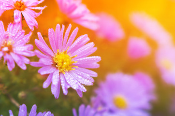 Fototapeta premium Blue daisies with drops of dew in the sunlight.