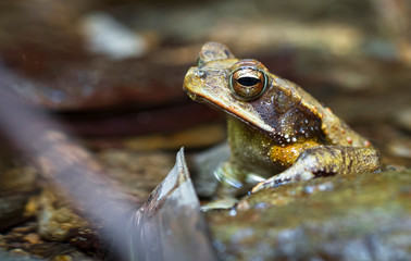 A Campbell's rainforest toad (Bufo campbelli or Incilius campbelli) on a rock in Belize.