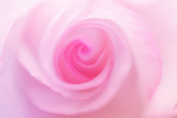 Fototapeta na wymiar pink and purple backgrounds soft color nature rose flowers love, pink rose on white background.
