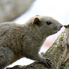 squirrel on tree