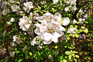 close up on white apple blossom in sunny weather