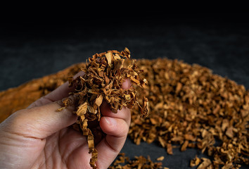 Hand holding tobacco close-up