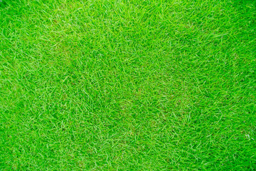 Obraz na płótnie Canvas Green grass texture background, Green lawn, Backyard for background, Grass texture.