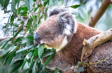 Obraz premium An adult koala (Phascolarctos cinereus) eating eucalyptus leaves in the Great Otway National Park, Victoria, Australia.