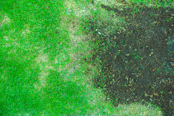 Pests and disease cause amount of damage to green lawns, lawn in bad condition and need maintaining.