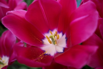 Fototapeta na wymiar closeup of red flower tulip