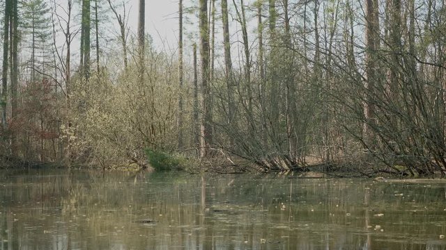 A zoom out to a wide angle of swamp water moving in front of a tree filled shore.