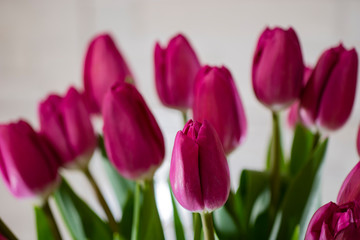 bouquet of tulips on white background