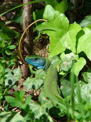 Green lizard with blue down part of head on ground between grass and leaves