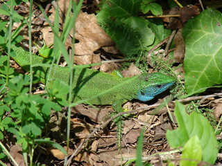 Beautiful green lizard with blue lower part of head, on grass, view from up, close up