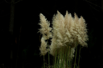 Pampas Grass