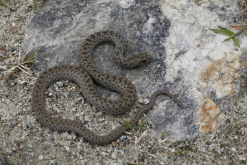 Eine Eidechsennatter mit der typischen Jugendzeichnung in der Draufsicht