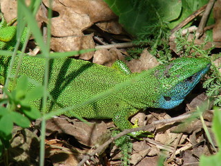 Green lizard with blue upper part of head, close up, on ground, between green grass