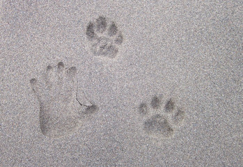 An adult human hand print next to a jaguar footprint in the sand. Costa Rica. © Kevin