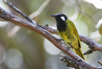 An adult white-eared honeyeater (Lichenostomus leucotis) in Baw Baw National Park, Australia.