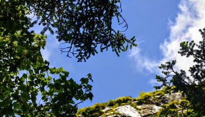 tree and blue sky