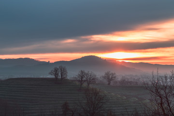 Cold misty morning in the vineyards of Italy