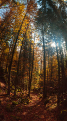 Fototapeta premium trekking path in an autumn day in the alps