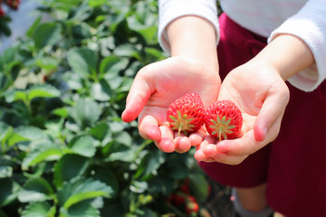 いちご狩り