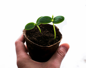 Green sprout in the pot isolated on white