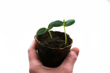 Green sprout in the pot isolated on white