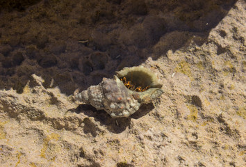 sea shell with crab on stones