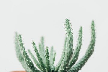 Succulent green plant, minimal lifestyle concept, trendy interior poster image