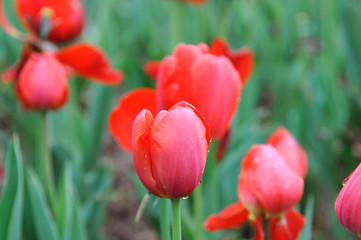 Obraz premium tulip in the botanical garden