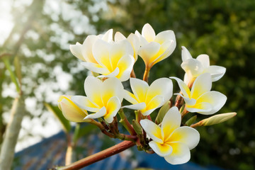 beautiful white frangipani flowers