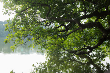 Leafy tree in Hoàn Kièm lake in Hanoi Vietnam