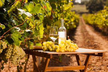 Fototapeta premium glass of White wine ripe grapes and bread on table in vineyard