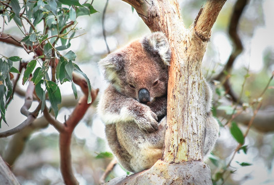 An adult koala (Phascolarctos cinereus) in a eucalyptus tree in the Great Otway National Park, Victoria, Australia.