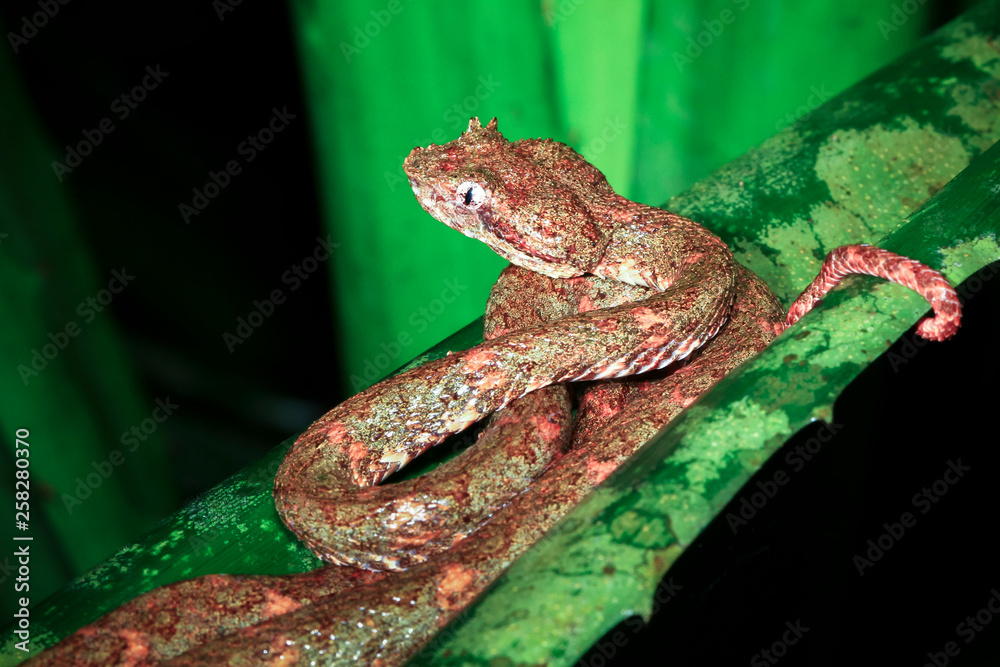 Poster An eyelash viper (Bothriechis schlegelii) sits on a leaf at night in Tortuguero National Park, Costa Rica.