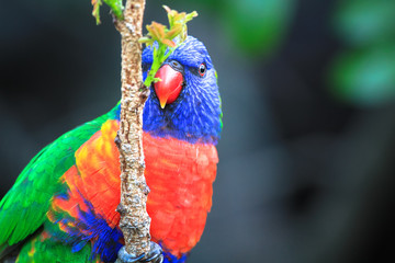 An adult rainbow lorikeet (Trichoglossus moluccanus) in a tree in Victoria, Australia.