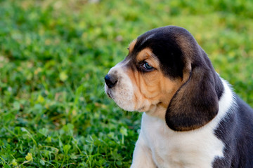 Beautiful beagle puppy on the green grass