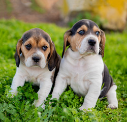 Beautiful beagle puppies on the green grass