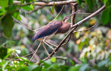 Fototapeta premium An agami heron (Agamia agami) perched in the jungle in Belize.