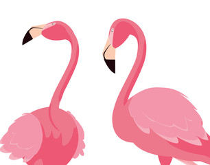 elegant flamingo birds couple