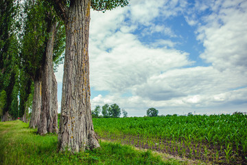 Letni krajobraz polny © Studio Migafka