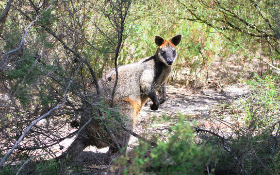 An adult swamp wallaby (Wallabia bicolor) hiding among shrubs on a sunny day in Victoria, Australia.