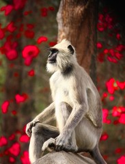 Monkey's portrait with beautiful background