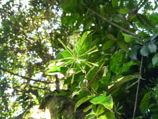 green ornamental plants with beautiful bokeh background blur shades
