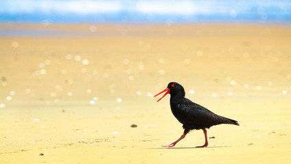 An adult sooty oystercatcher (Haematopus fuliginosus) walking on a sandy beach on a sunny day in the Wilsons Promontory National Park, Victoria, Australia.