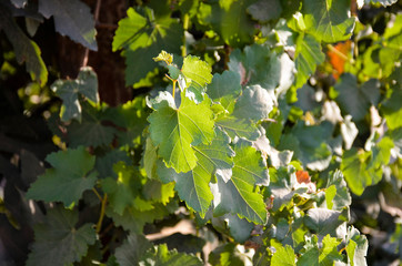 green leaves of a tree