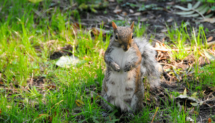 Squirel