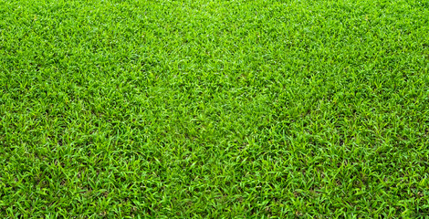 Obraz premium Green grass texture for background. Green lawn pattern and texture background. Close-up.